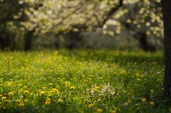 Frühling