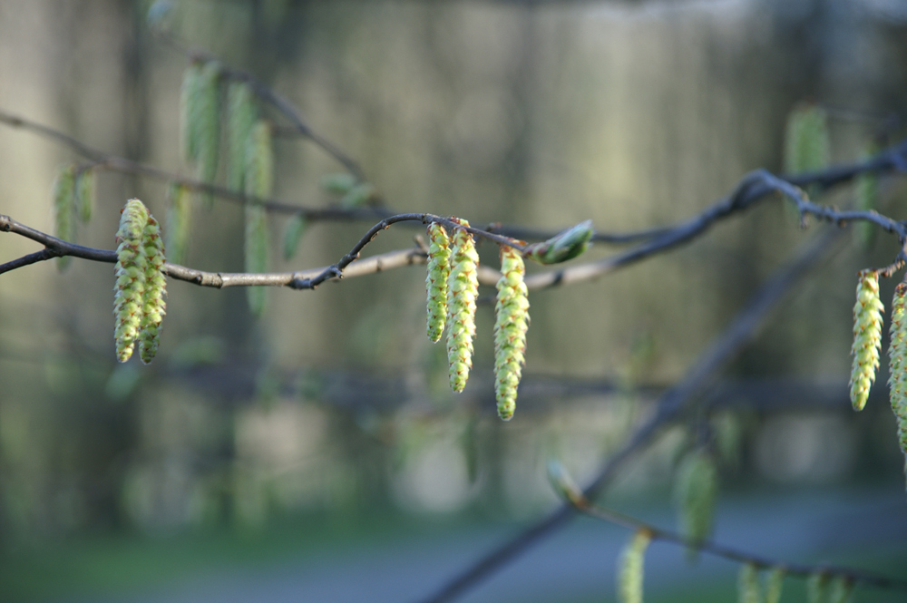 Frühling