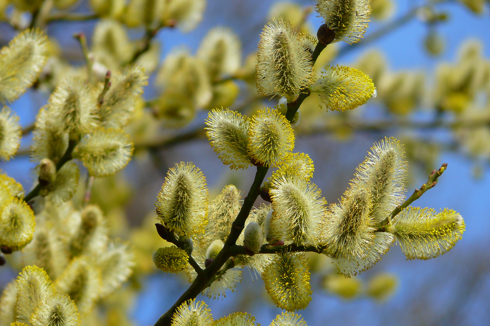 Frühling