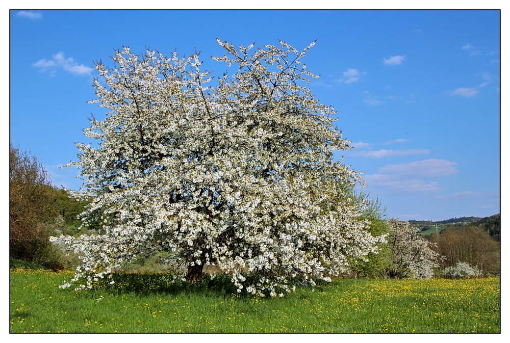 Frühling.....