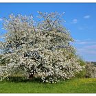 Frühling.....