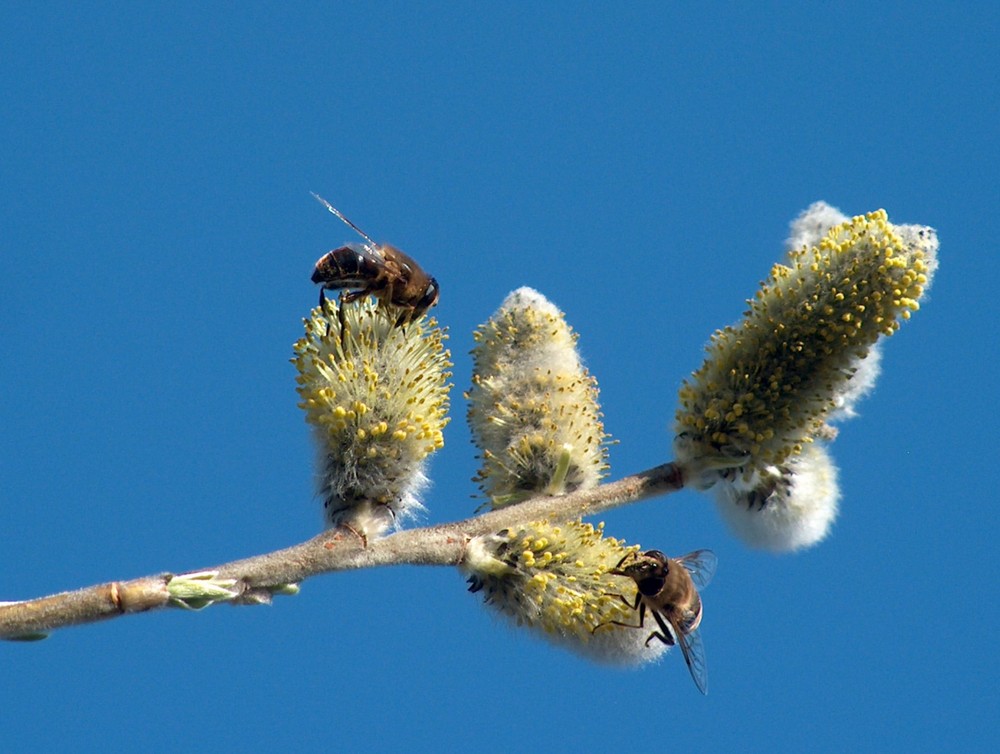 Frühling