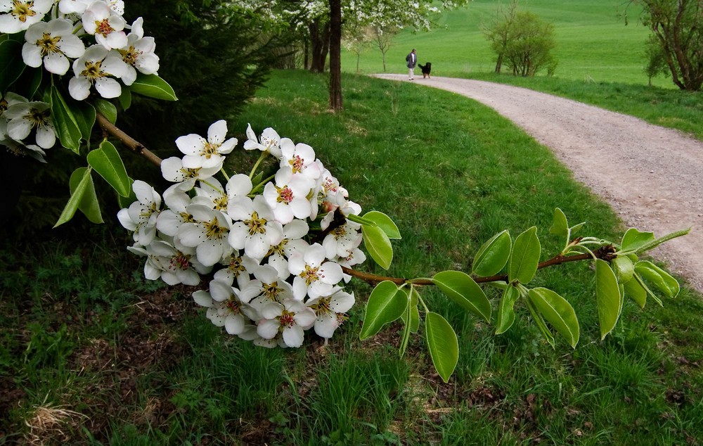 Frühling