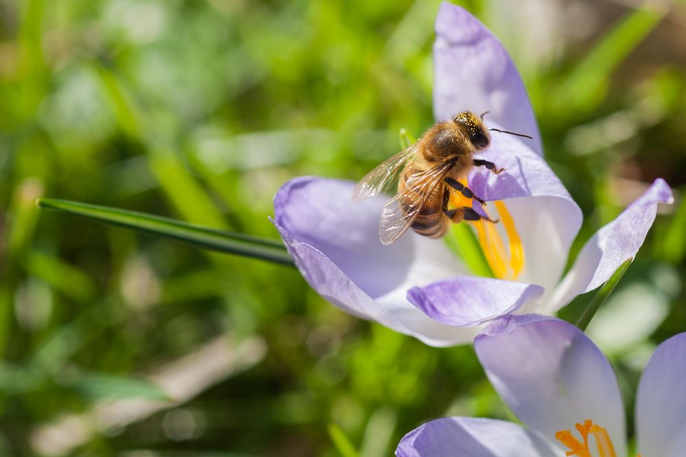 Frühling