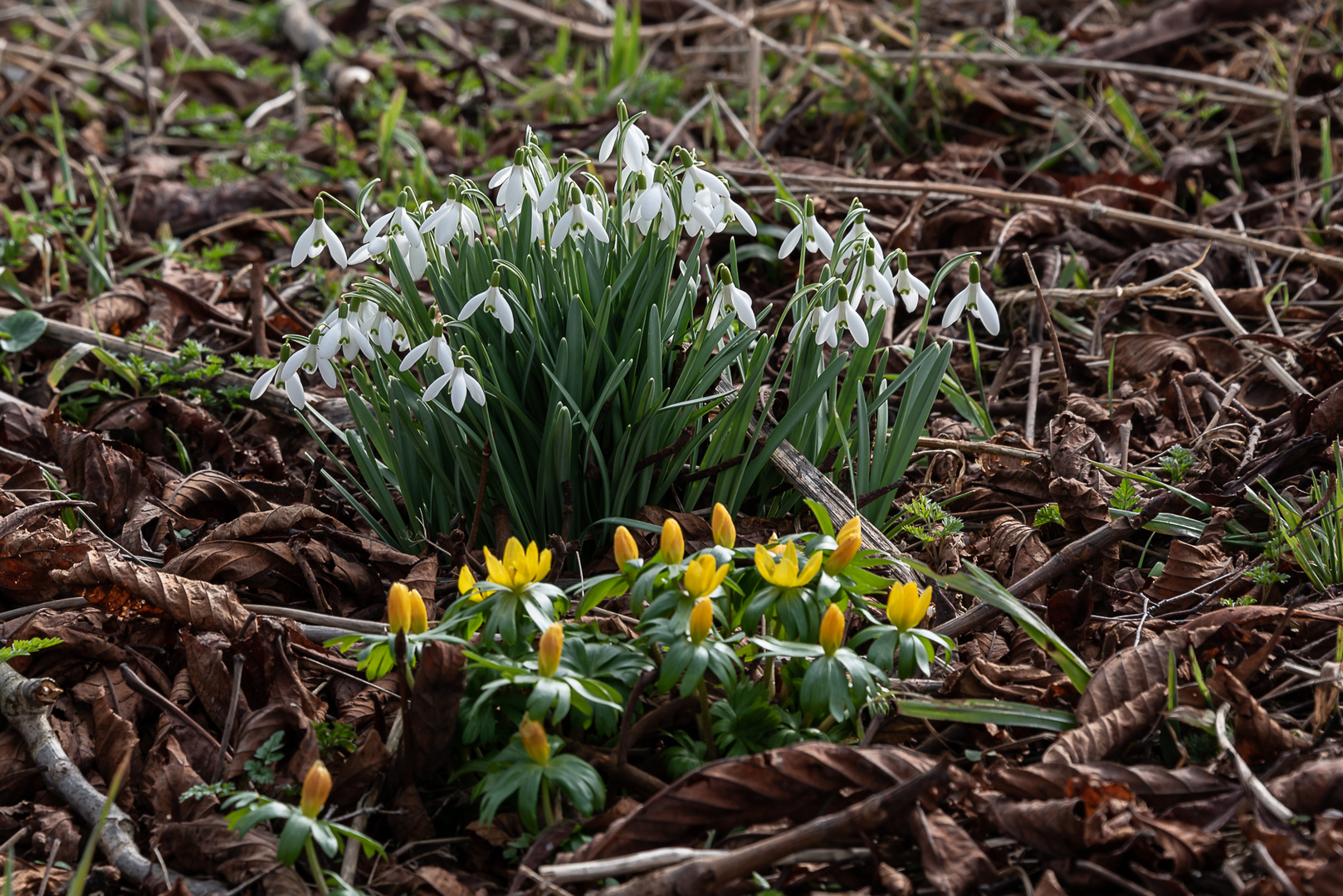 Frühling