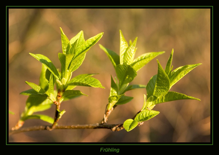 Frühling