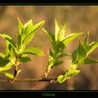 Frühling