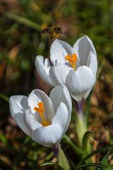 Frühling