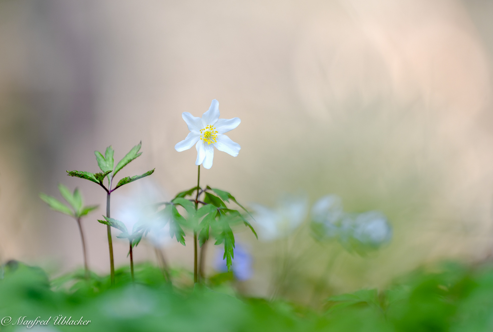 Frühling ...