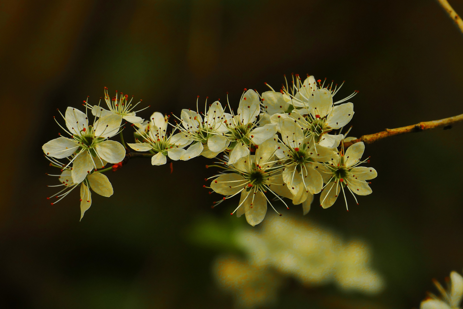 Frühling 2