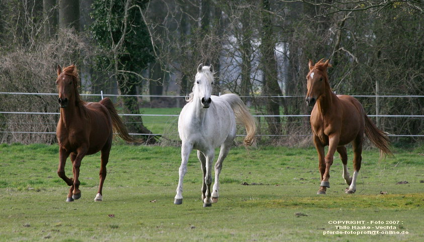 Frühling (2) ....