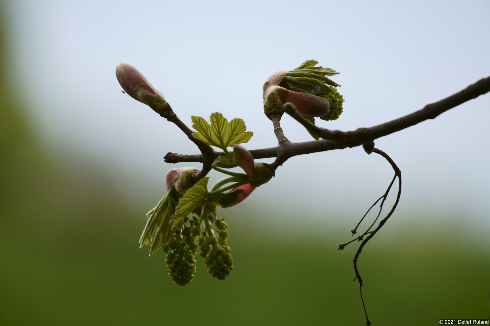 Frühling # 2