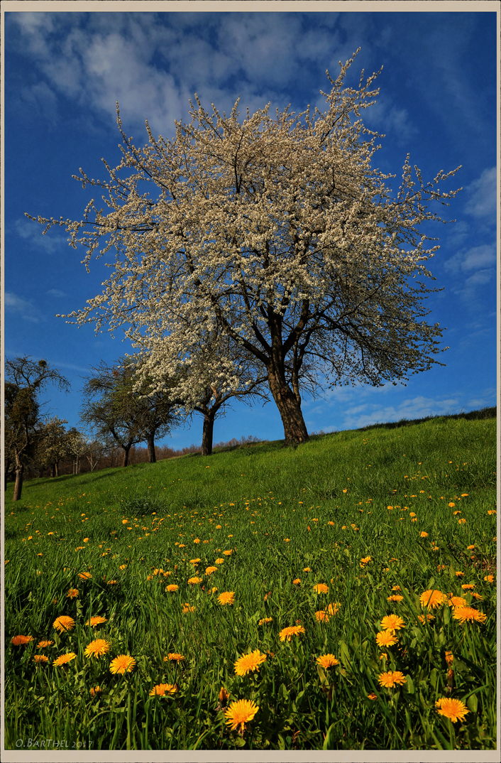 Frühling (2)