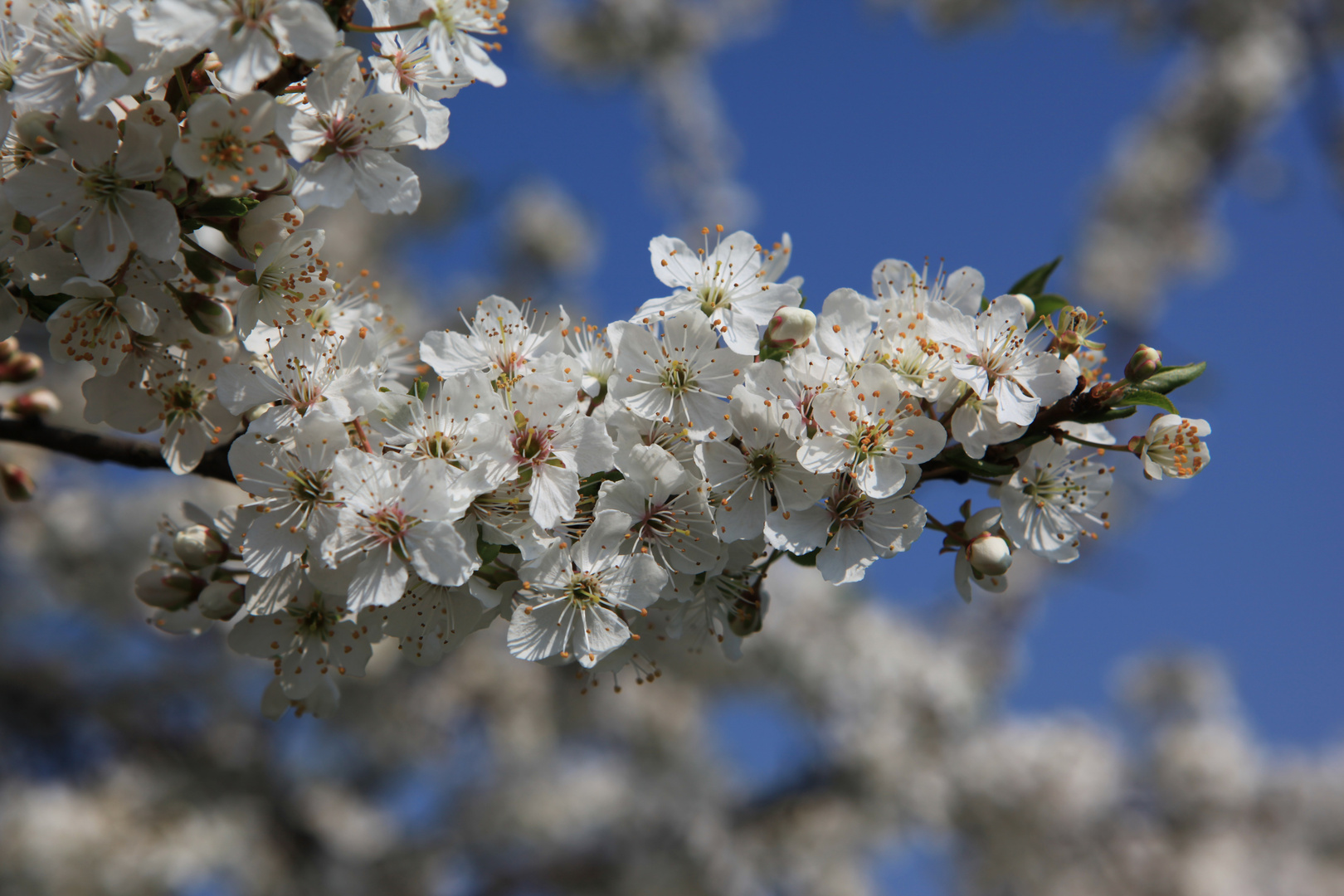 Frühling 2