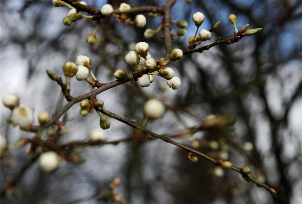 Frühling -2- von J.K.-Fotografie