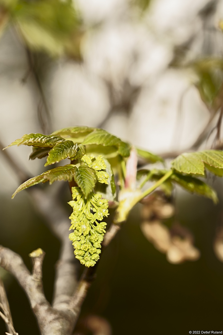 Frühling # 2