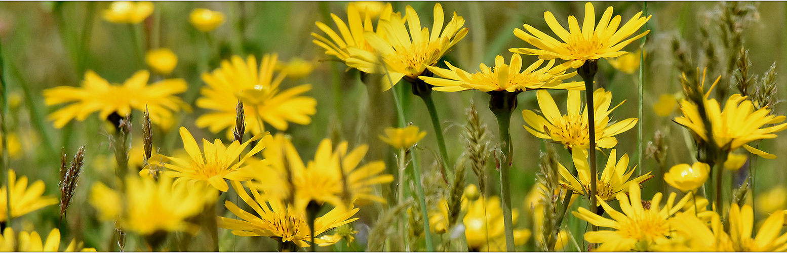 ...frühling #2...