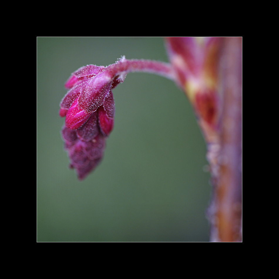 Frühling (2)