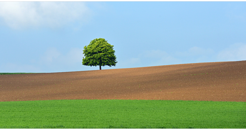 ...frühling #2...