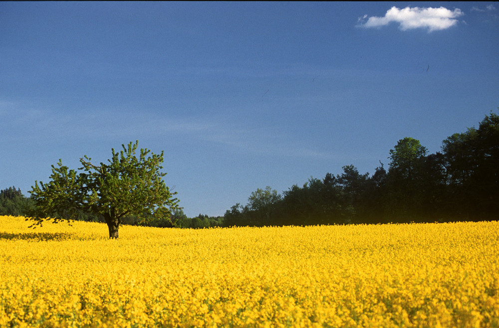 Frühling 2