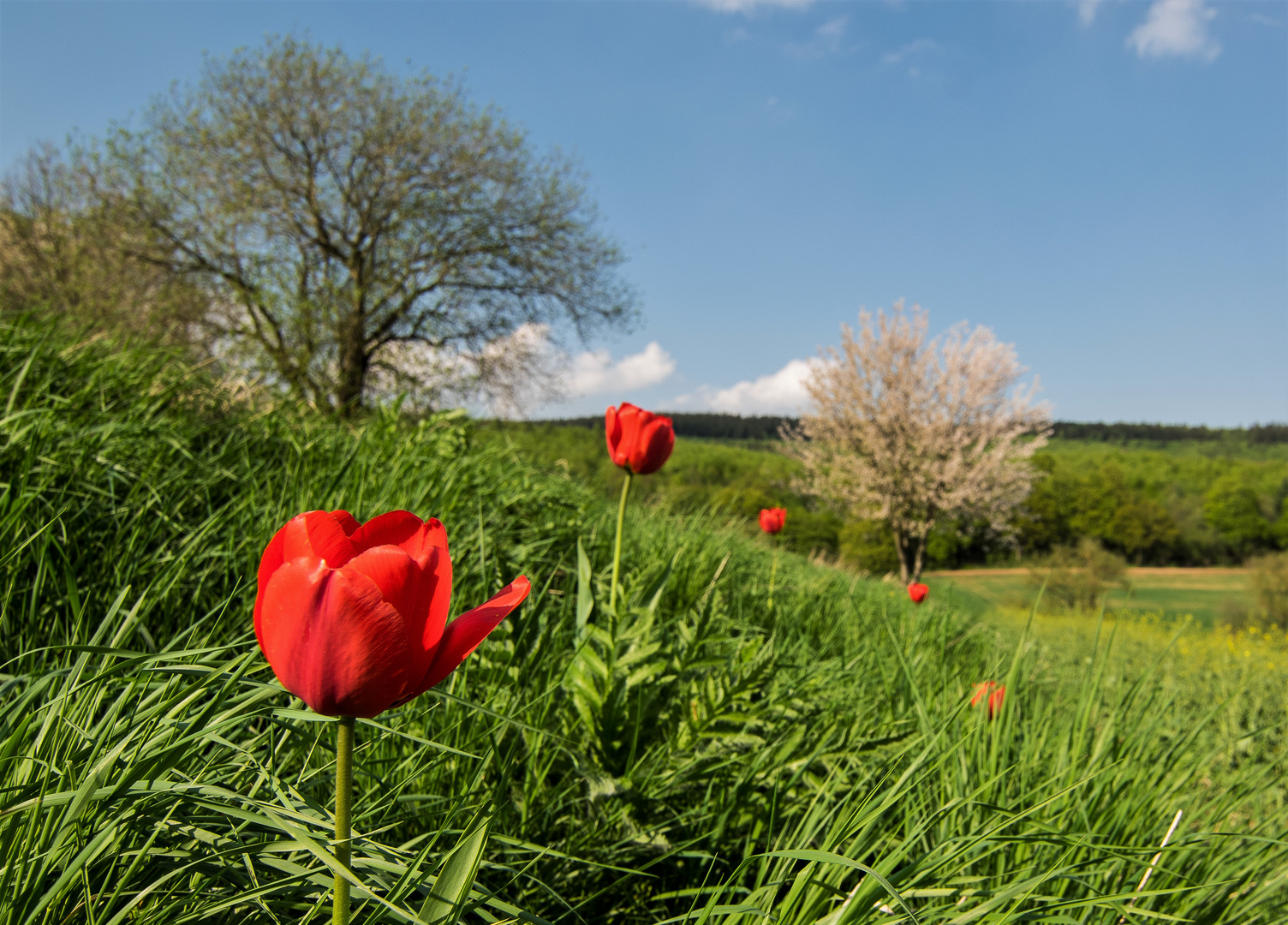 Frühling 2