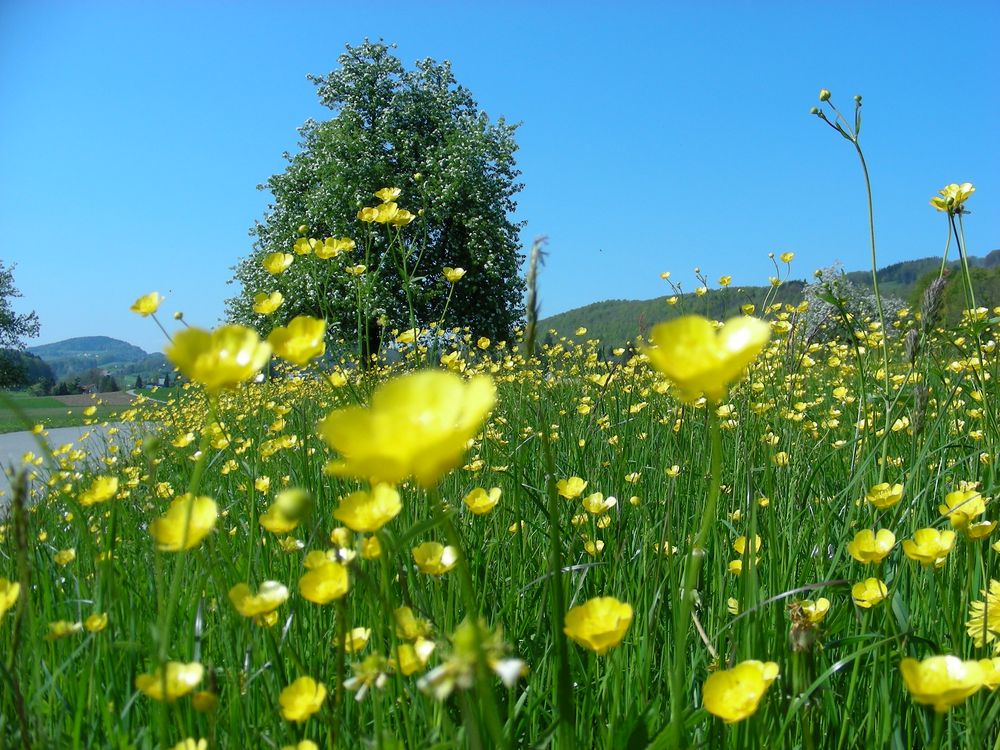 Frühling 2 von Fankihank 