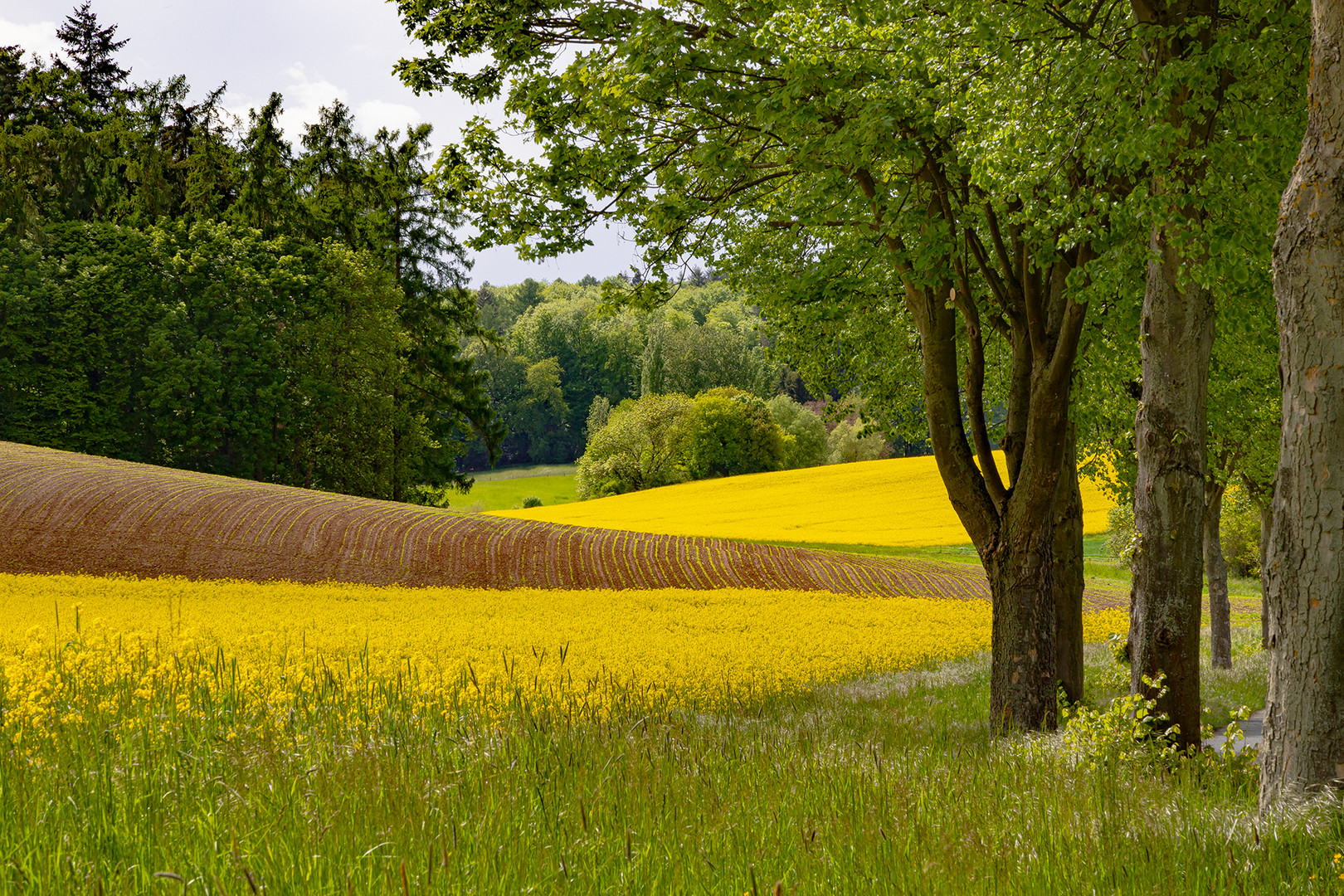 Frühling (2)