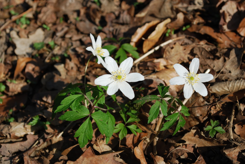 frühling 2