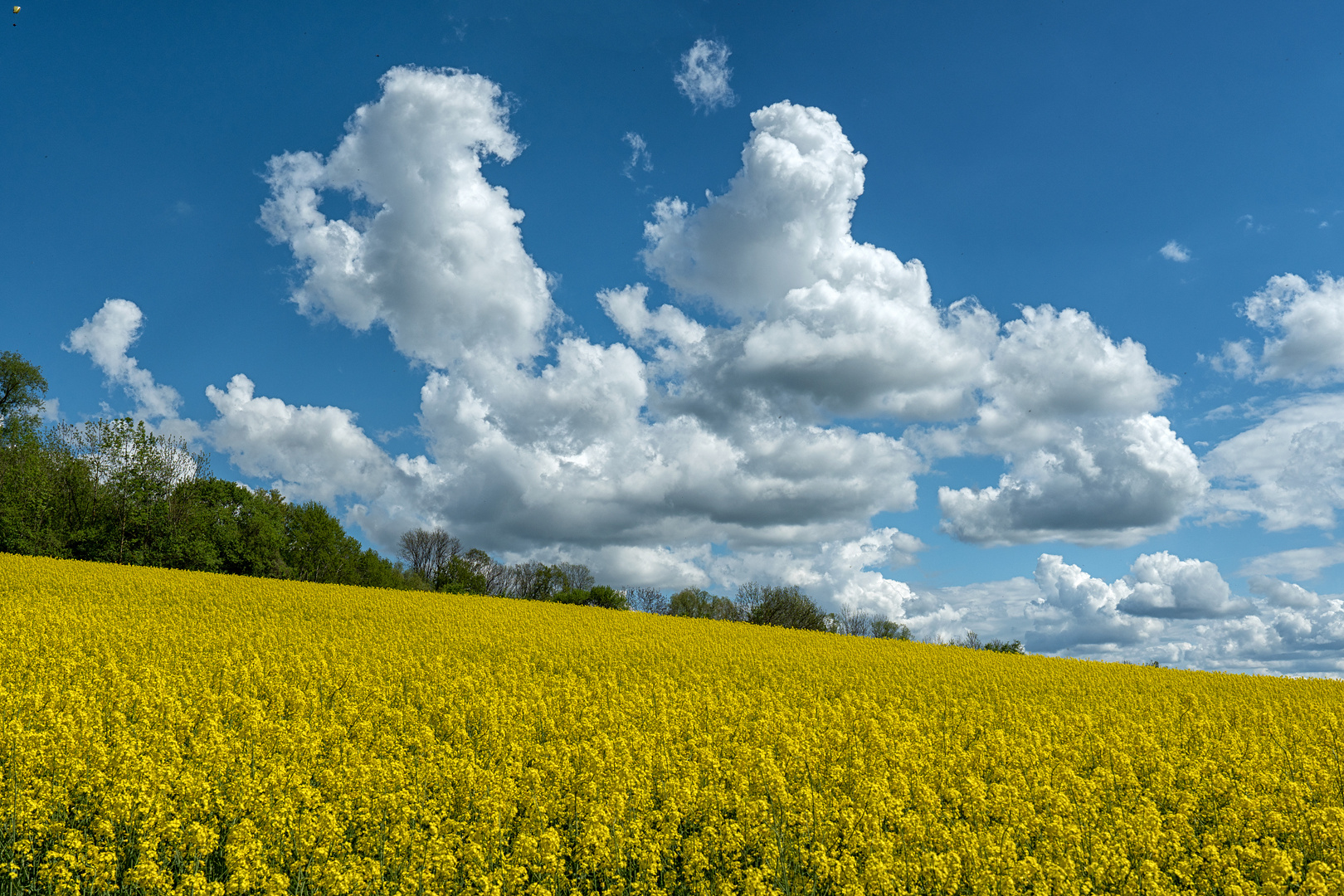 Frühling (2)