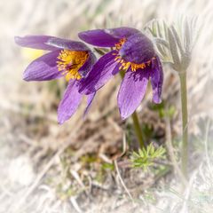 Frühling 2