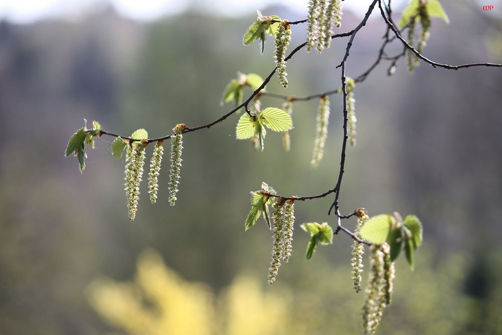 Frühling (2)