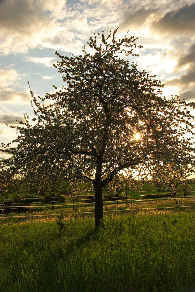 Frühling 2