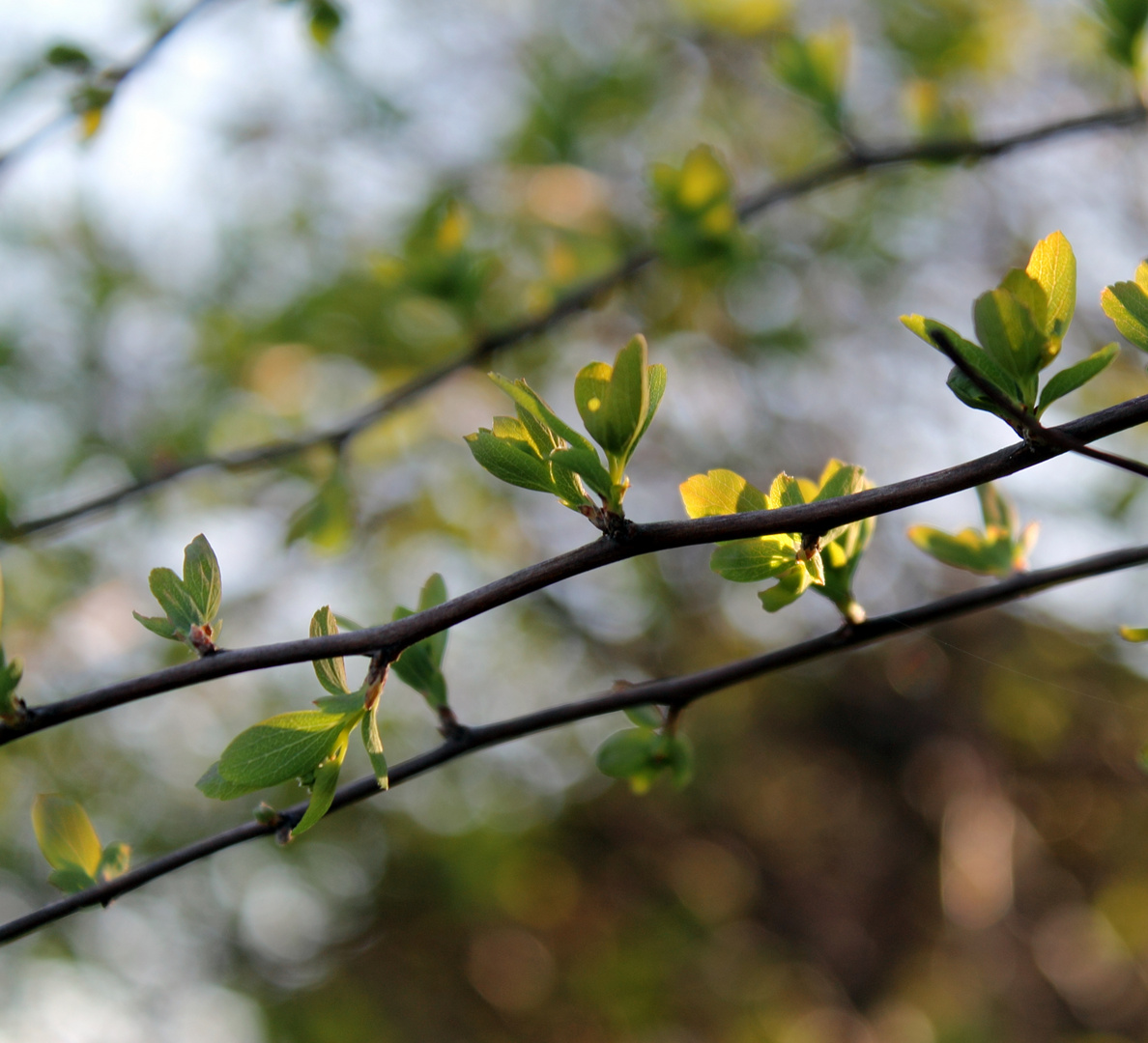 Frühling #2 grün