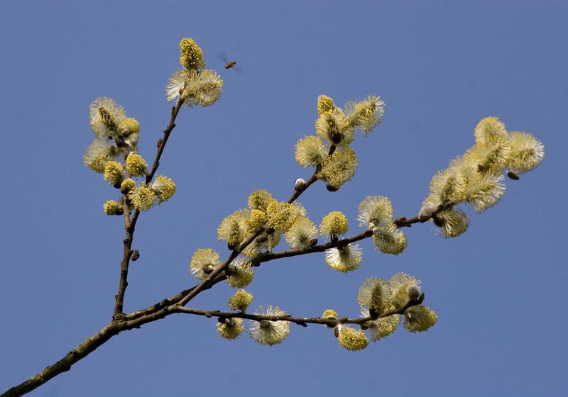 Frühling 2 mal