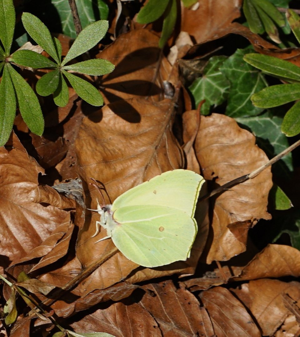 Frühling 2 - sie fliegen wieder!