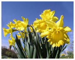 Frühling 2 - Symphonie in Gelb und Blau