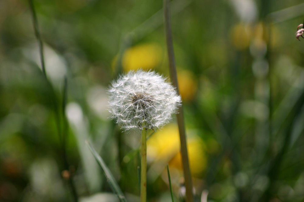 Frühling