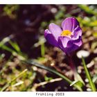 frühling 2003