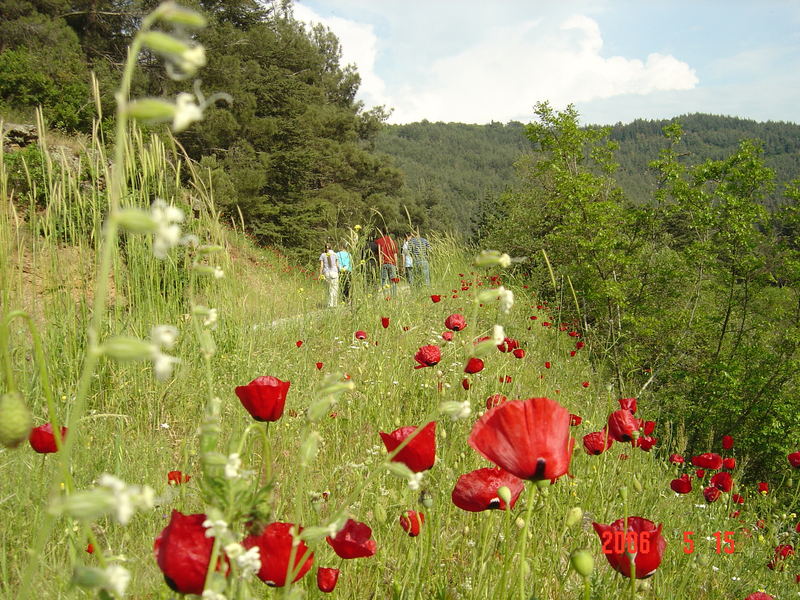 frühling 2006