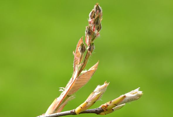 Frühling 2006 - im Siebengebirge