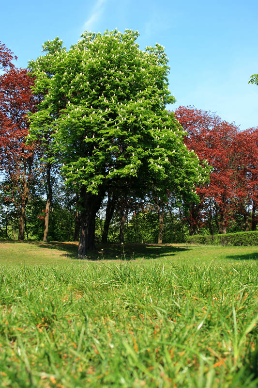 frühling 2007 - 1