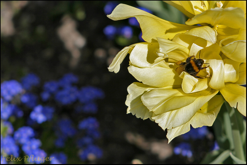 Frühling 2007