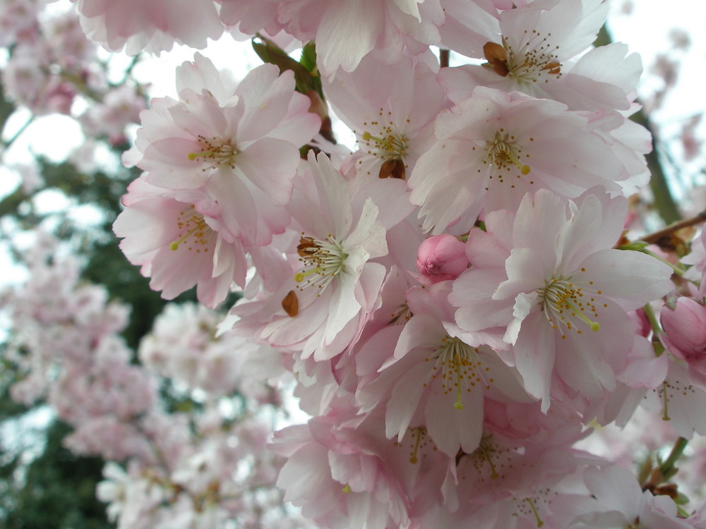 " FRÜHLING 2008 "