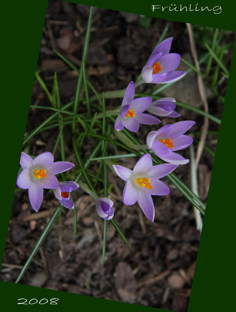 Frühling 2008 - ein sanfter Anfang