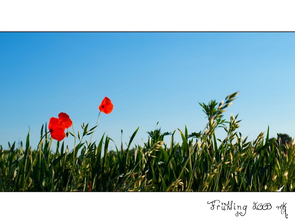 Frühling 2009