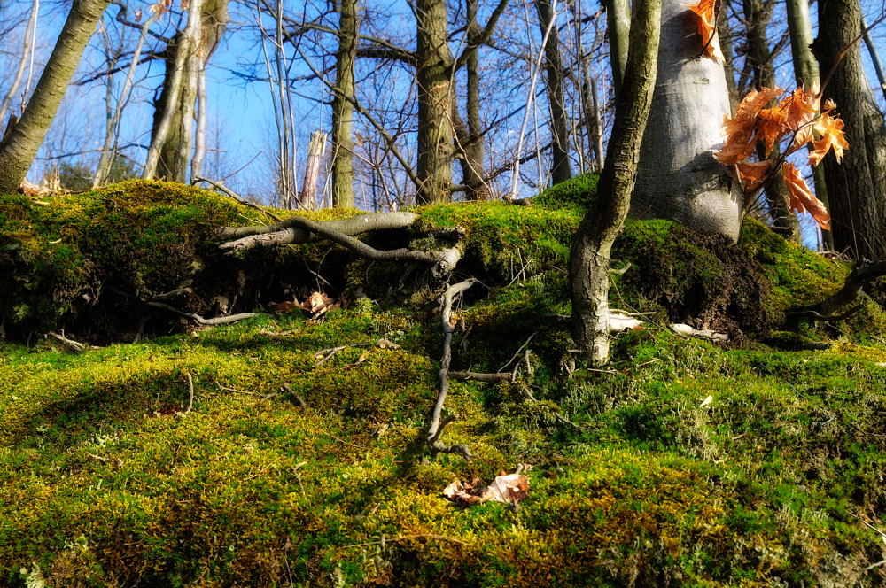 Frühling 2009