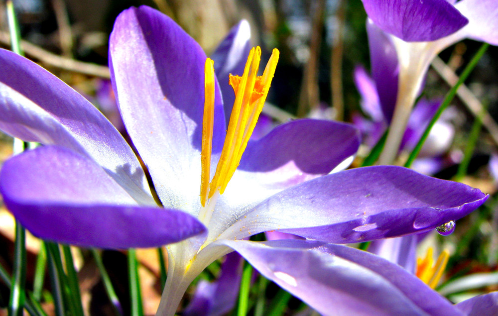 Frühling 2009