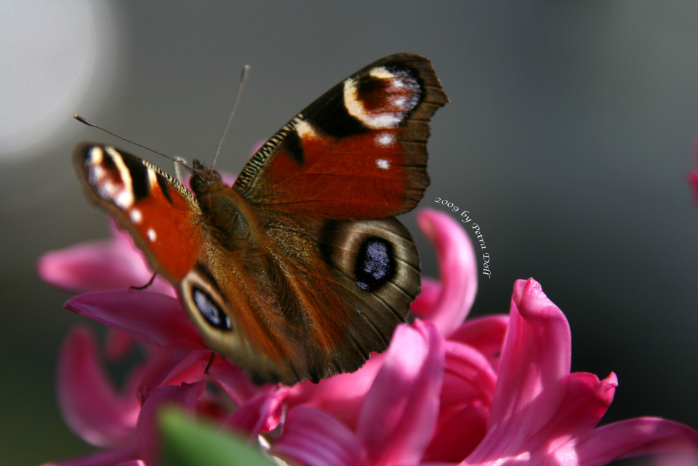 Frühling 2009