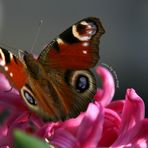 Frühling 2009