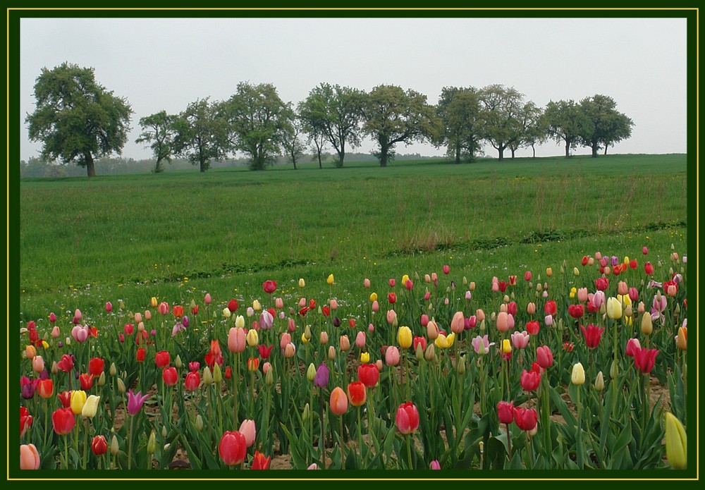 Frühling 2009 in Hohenlohe